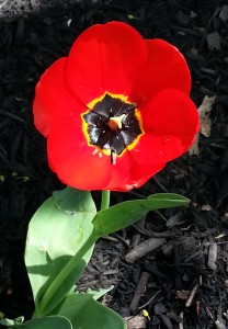 Bowen_tulip